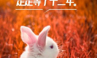 兔年拜年祝福语四字成语