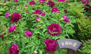 洛阳牡丹花会开幕式直播